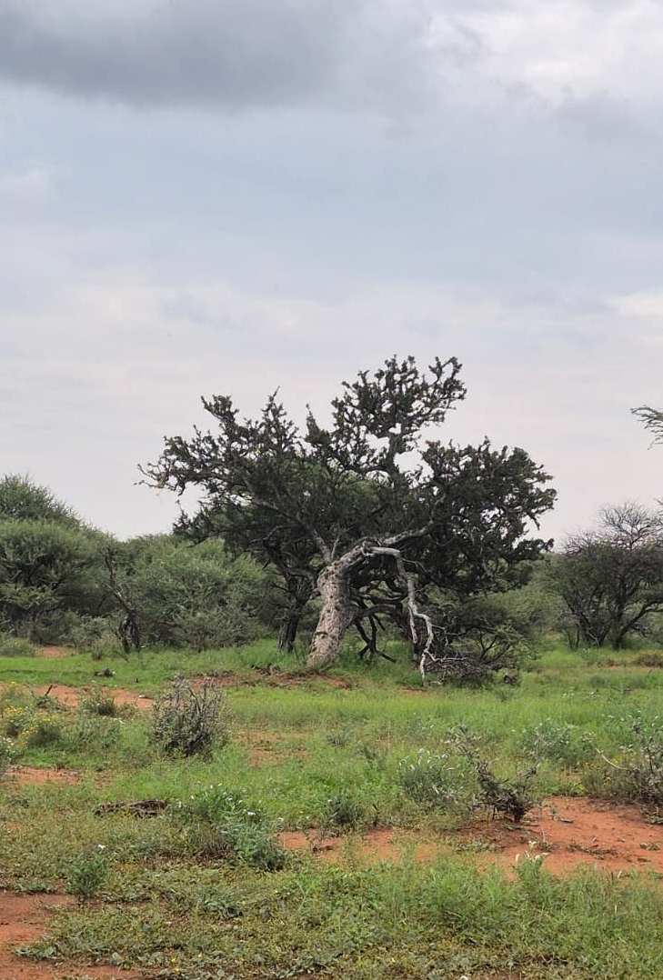 WhatsApp Image 2025-04-03 at 18.13.38_e37dd498_pe